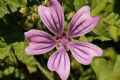 Malva sylvestris